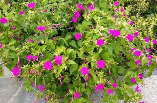  【翻天】5种花，名字土掉渣，架势却不小，花一开美翻天！