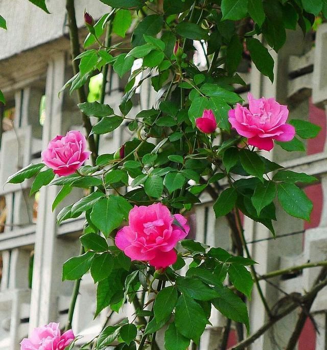  【甜蜜红木香】养绿萝没新意，养这种花，一开200多天，浇水就能活！