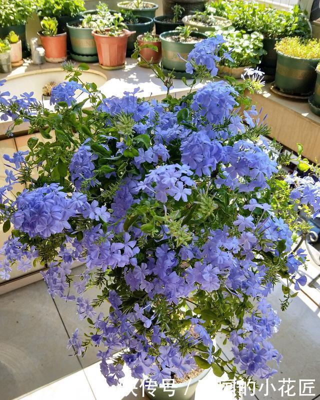 「花瓣」蓝雪花要“放养”,夏天使劲晒,“肥水”浇灌,蓝色花瓣开满墙