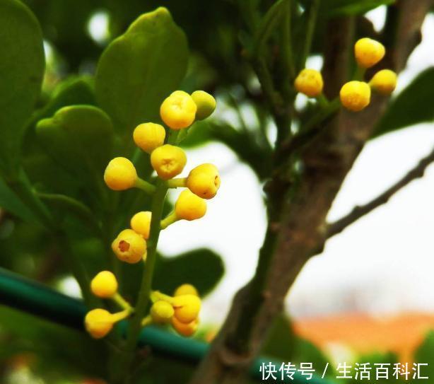 空间|北方室内养“几种”花,植株不占空间,花期长,每次开花都爆盆