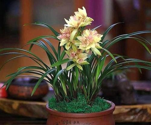  『爆满』让“兰花”开花不断，只需2块钱的它，不黄叶烂根，花开爆满盆！