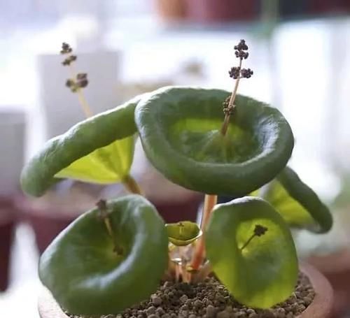  常独特|10种长相很怪异的盆栽植物，都很适合养在花盆里