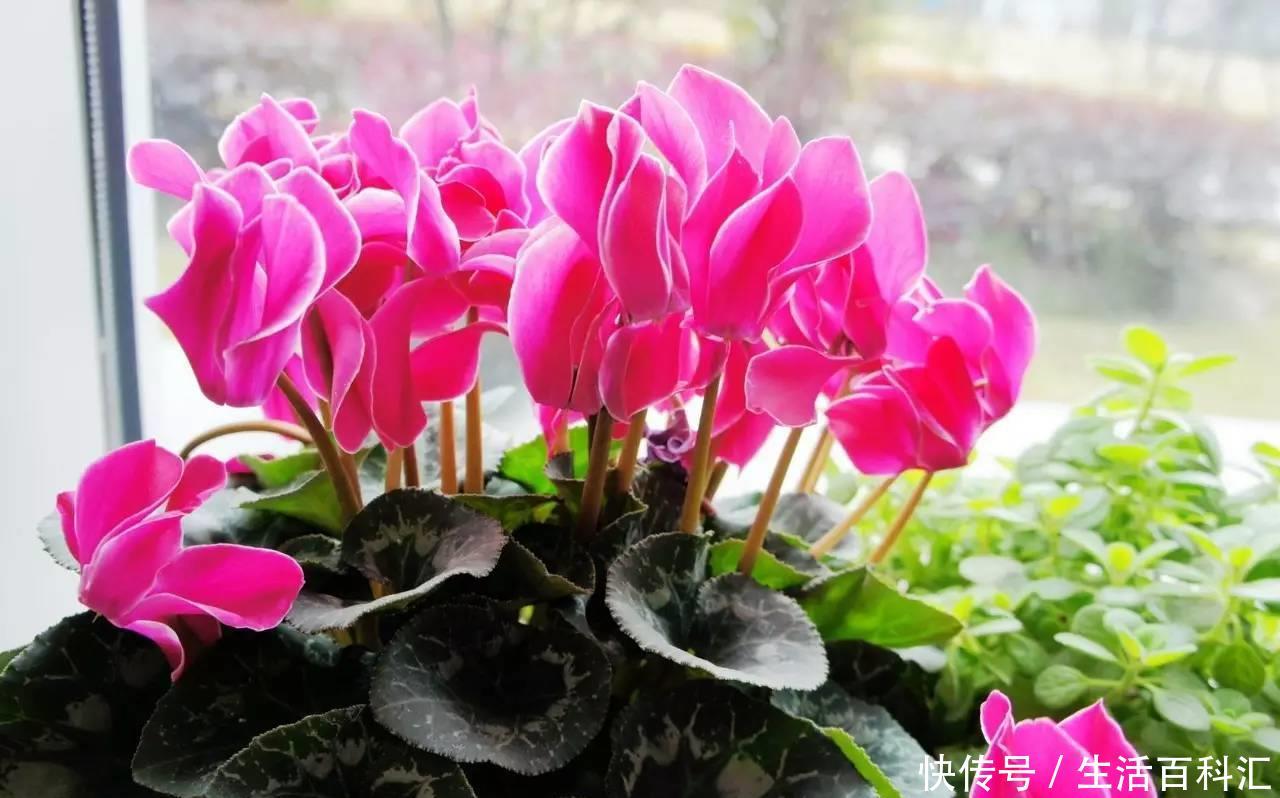  适合：有3种花卉，花色绚丽，花期长，优美妖娆，适合在室内养护和观赏