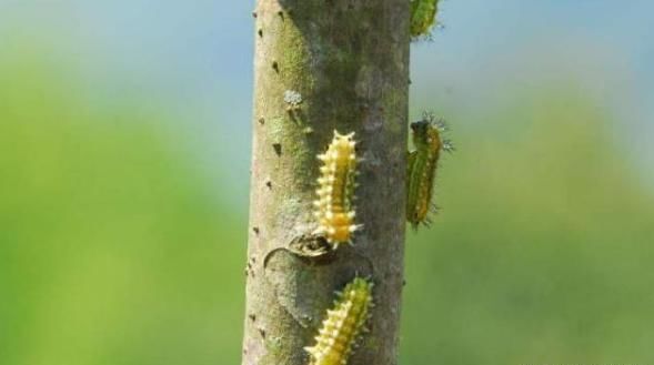 农村有种虫子不好惹，俗称“洋辣子”，蛰一下疼三天，有啥办法？