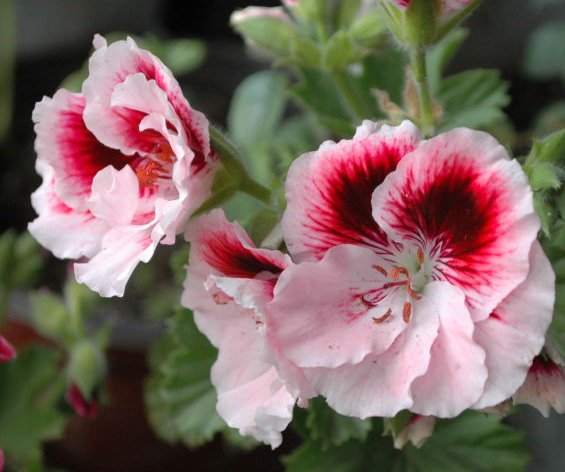  『扦插』这些花朵太美了，养在庭院，随便一扦插就能活，花色美，好打理