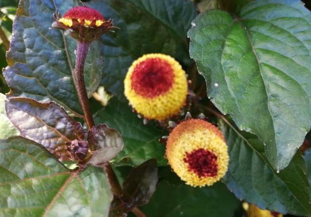  「纽扣」开花像纽扣又像糖果的桂圆菊，播种前后做好5点，开花鲜艳奇特