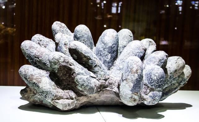 彻底颠覆你对石头的认知与想象，云南石林地质博物馆奇石大观