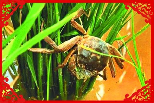  收益：农村养殖这几种畜禽收益高，而且销路不愁，值得推荐