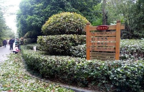 『庭院』红叶石楠那么美为什么不种在家庭庭院中?屎一般的味道无法启齿