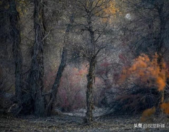 大山 沙漠 湖泊 金胡杨是大自然最完美的构图