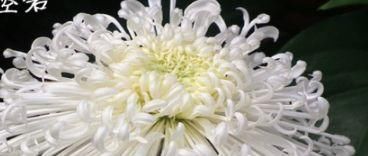  『名流千秋』喜欢菊花，就养“菊中精品”碧空银花，是银白莲花，清秀淡雅