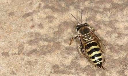  「种类」世界上最神奇的昆虫种类之一，它们形态各异，可以说是随处可见！