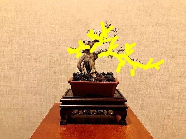  【给出】雀梅盆景桩头的蜕变，真是越来越喜人，看盆景大师给出的涂鸦建议