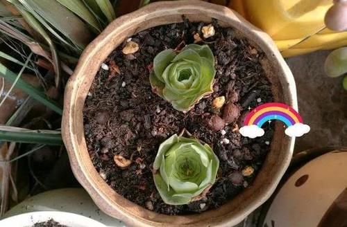  露养■多肉露养好时节：扔外面，1个月没管，美得跟整容了一样！