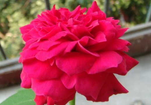  『迷人』此盆盆栽佳景，漂亮不输玫瑰，周年开花不断，花开繁盛又迷人，美