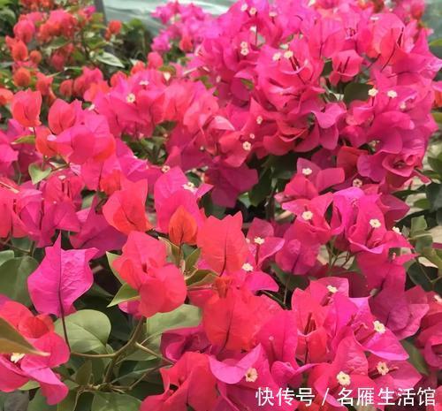 「花卉」此花一年开花300多天,见过的人都夸漂亮,开花就像孔雀开屏