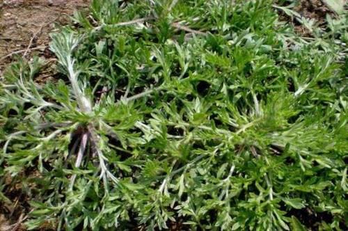  菌陈■路边这杂草，农村路边就有，却在超市卖40元一斤，人称“