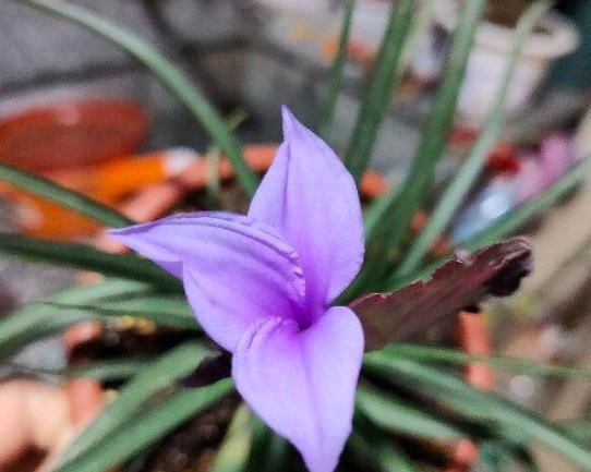  [新奇]铁兰开花了，紫色花朵太新奇，老妈非说是塑料假花！