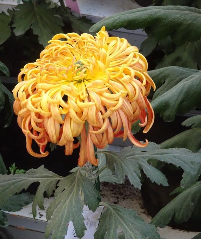  #喜欢#喜欢菊花，那就养盆“精品名菊”杏黄魁，灵动飘逸，诗情画意！
