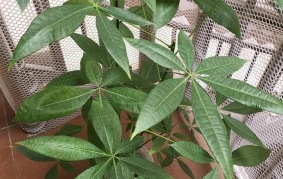 『对症下药』水培植物黄叶、烂根该怎么办?对症下药,再懒也能轻松搞定