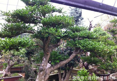 「生长出来」3种价值高的盆景树,养在家里寓意好,多养几年能升值