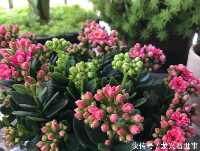  药水■长寿花开败了，轻剪开花，重剪长芽，兑点药水，一年多开几茬花
