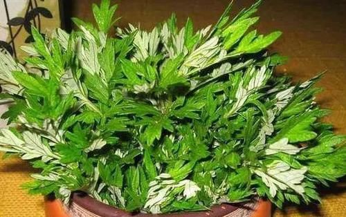 「细菌」细菌最“讨厌”3种植物,养“10盆”也不嫌多,能让家人更健康!