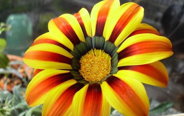  『植物』3种花是有名的“开花机器”，既能赏花又能观叶，开花就能爆盆