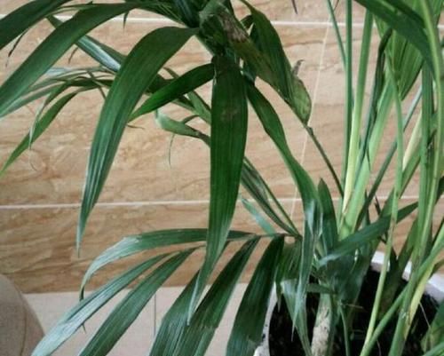  [夏季养护富贵椰子]养一盆东南亚风光植物富贵椰子，总是干尖发黄怎么办？小心这种虫