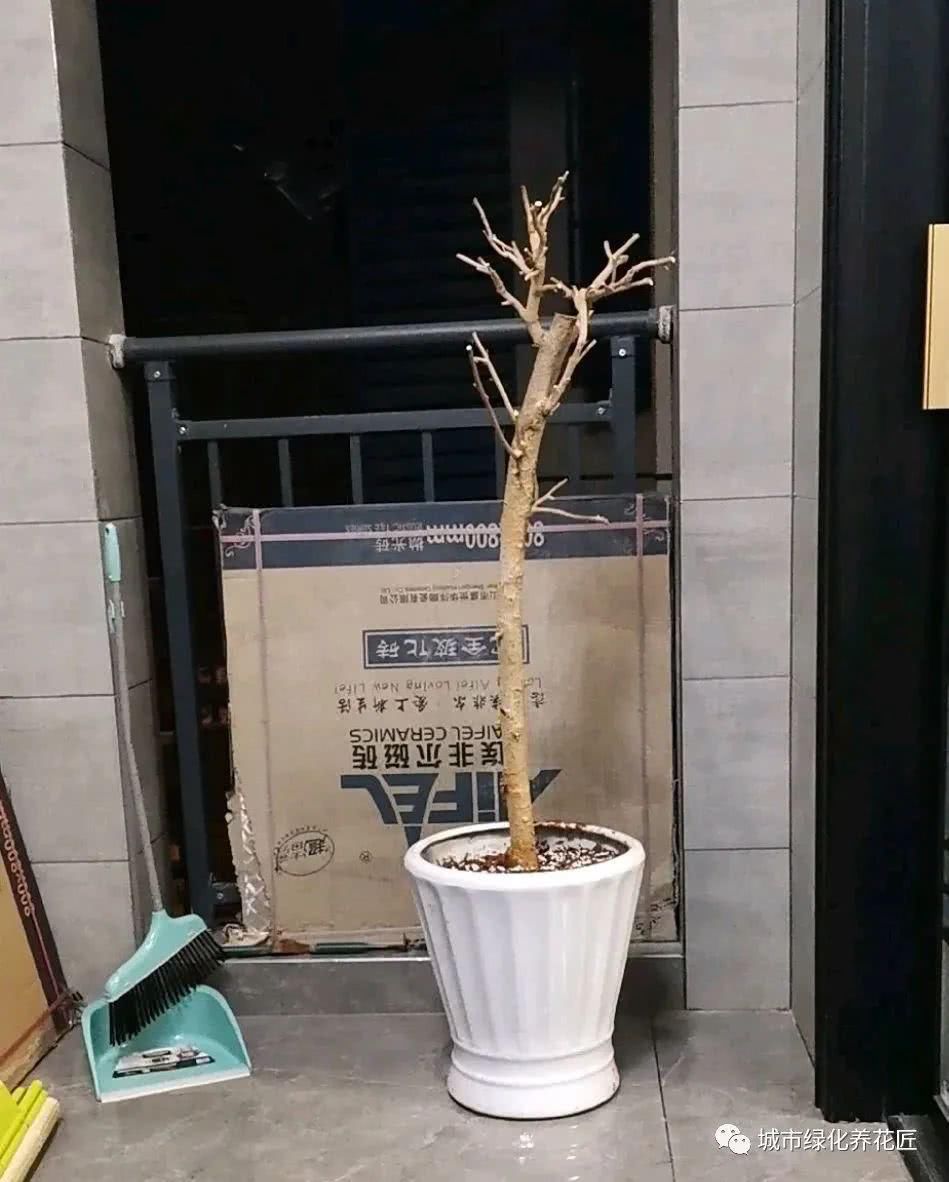  「黄泥土」买回来的三角梅一直哗啦啦掉叶？新手上当了，自带泥球是祸端