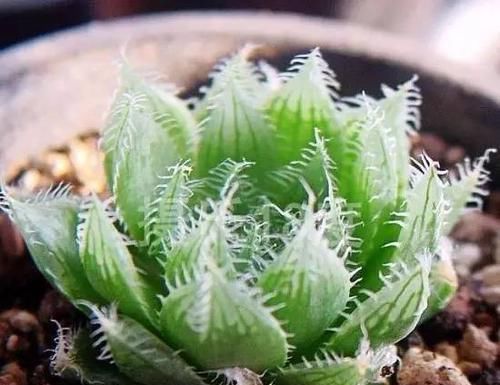  「玉露」水晶掌（宝草、玉露）的养护介绍