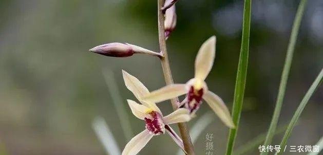  蚜虫：正在开花的蕙兰，需要注意这三点