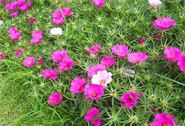  邻居■神奇！邻居送了一棵苗，随手种在花园，长疯了！