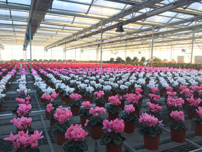 建三江农业科技园区：智慧农业结硕果