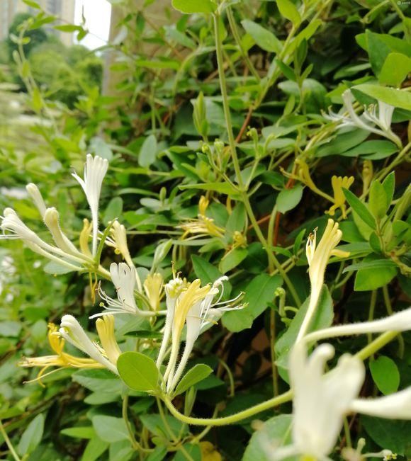 『感冒』阳台养盆金银花，长成精品盆景，花瓣泡水喝，预防中暑感冒