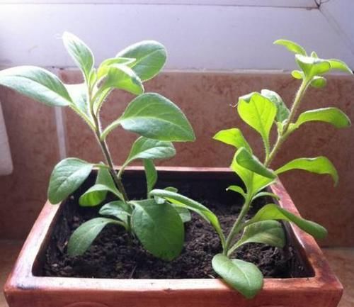  扦插繁殖■想要开花满枝又想净化绿植，下面5种就能满足你