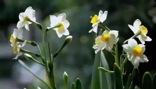  『州市』全国56市市花，你认识多少?