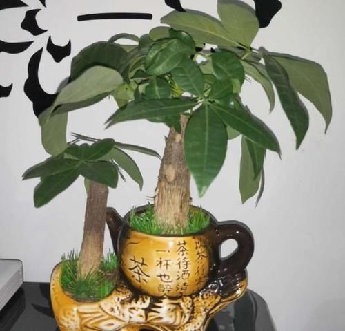  「油绿」养发财树，跟着学正确的浇水方法，叶子常年油绿，还不烂根