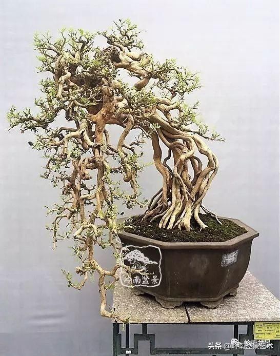  「作品」有年功的盆景，品相好，价值高！