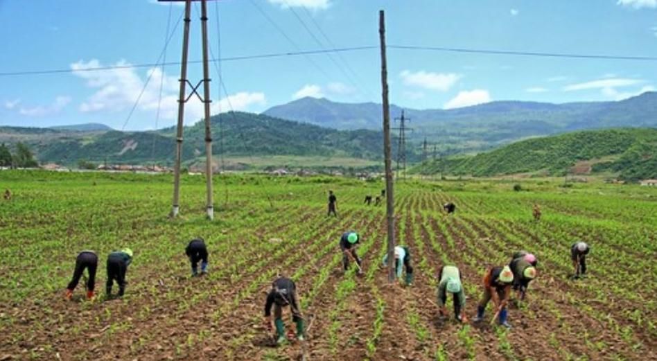  手工@朝鲜农民如何收庄稼？一靠手工二靠牛，机械相当少见