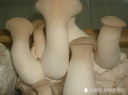 农村里这种食用菌，农民靠它月入8千块，如今市面上供不应求