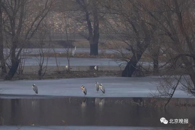  天堂|上万只候鸟赶来，北京密云水库成“鸟的天堂”，你能认出几种？