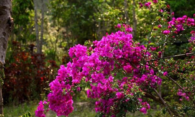  『三角梅』三角梅开春就能开花，平日做好这3点，满枝头“三角花”开到秋天