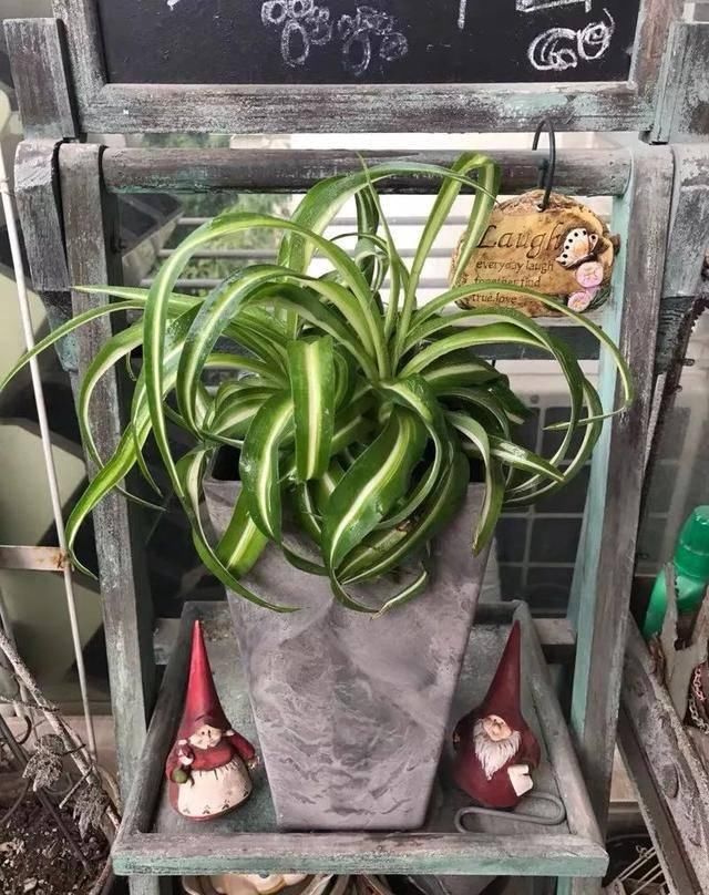  [植物]吊兰的植物美学：这几款美美的吊兰，你最爱哪一款？