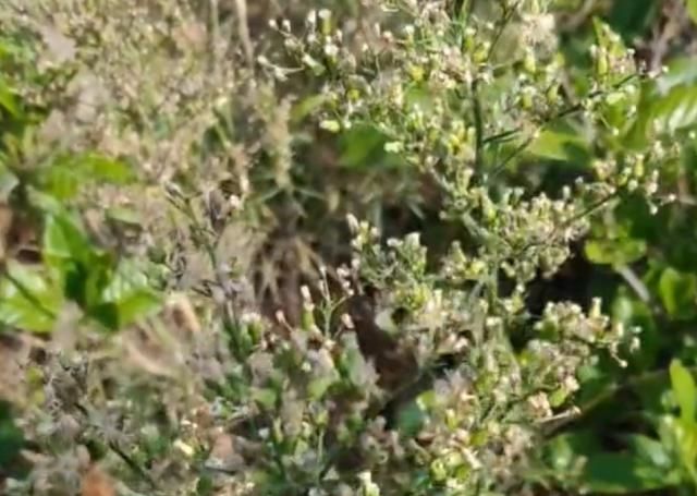  [小看]这种小蓬草在农村随处可见，千万别小看它的价值用途！你