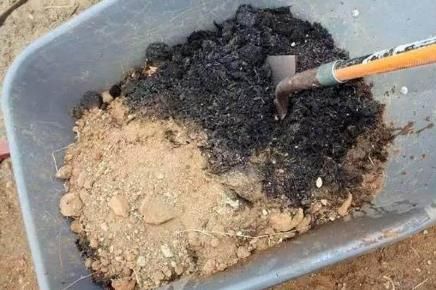 「疏松透气」家中养花，配好土，养份足，几种“小料”掺一掺，扔土里就生根