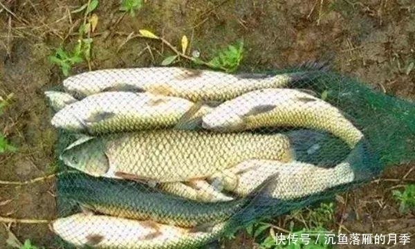 「惊蛰」惊蛰过后开始钓大鱼,几个自制饵料配方,通杀鲫草鲤!