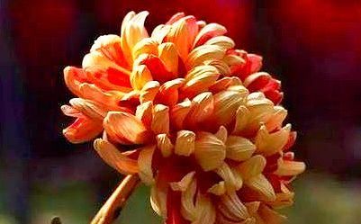 虎啸■喜欢菊花,就养盆“菊中精品”虎啸山峦,似猛虎啸山,霸气十足