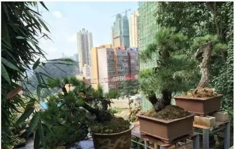  「真柏」已知最贵的10棵盆景，土豪的世界你不懂