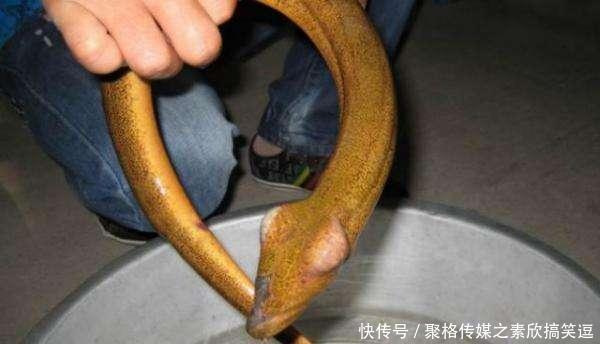 农村清理池塘，挖出一条3斤重的黄鳝，老人说不能吃有剧毒，放了